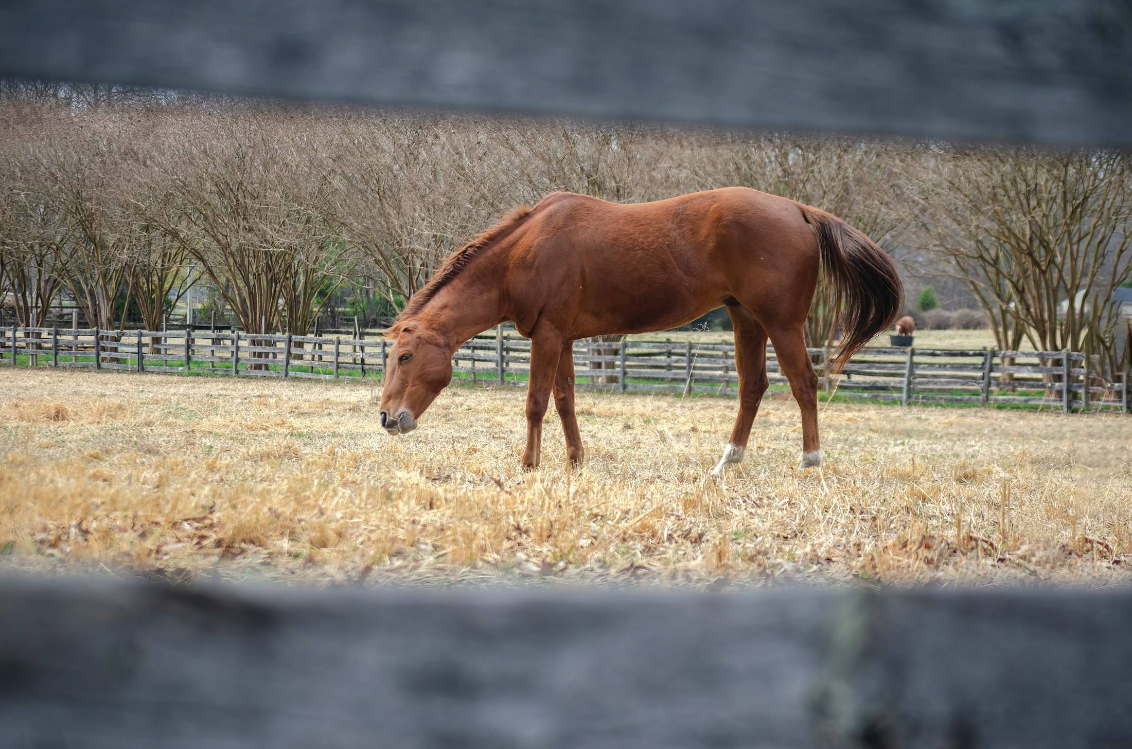 Horse grazing in a fenced pasture