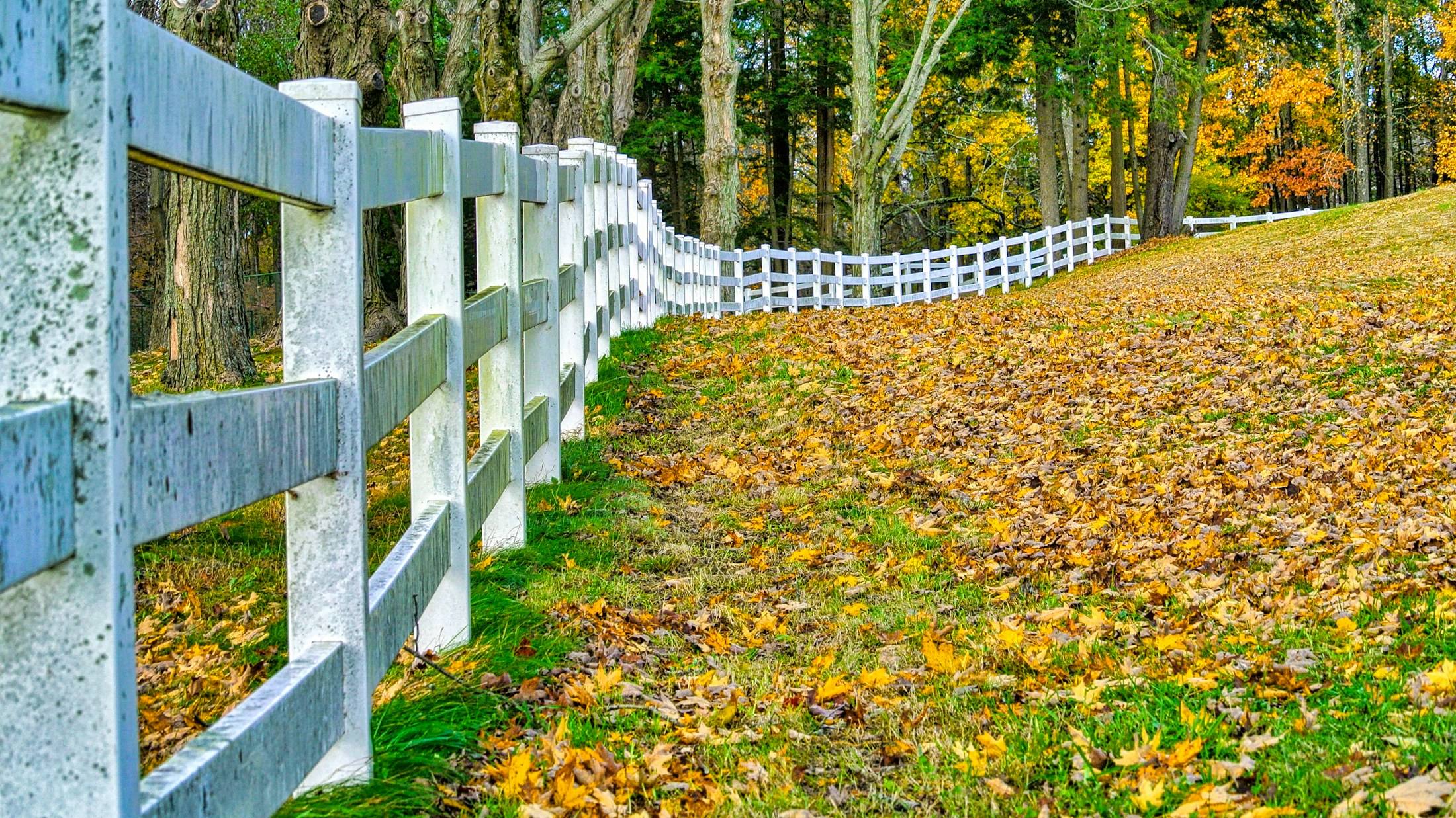 White rail fence curving through autumn leaves